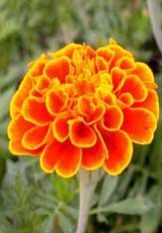 Tagetus Erecta