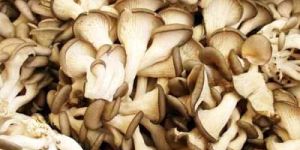 Dried Oyster Mushroom