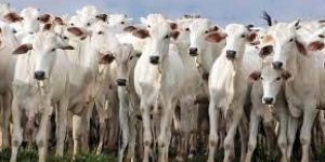 Organic Desi Cow Urine