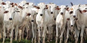 Organic Distilled Cow Urine