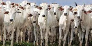 Organic Mosquito Repellent