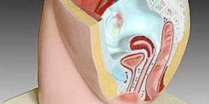 KK -062: Human female pelvis section (1 part)