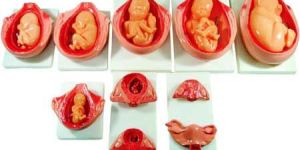 Human Anatomical Models