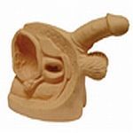 KK - 114 Advanced Male Internal