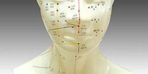 KK-121: Life-size Head acupuncture model