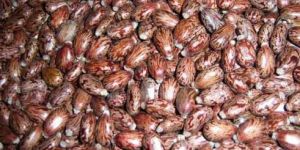 Castor Seeds