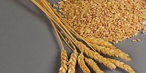 Wheat Grain