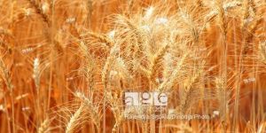 Wheat