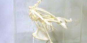 Pigeon Skeleton Real Educational