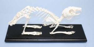 Rabbit Skeleton Real Educational