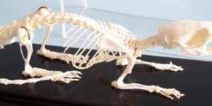 Rat Skeleton Real Educational