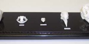 Skull Comparison Real Educational