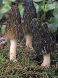 Black Morels