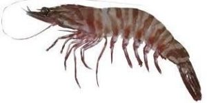 Black Tiger Prawns
