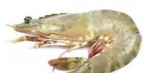 Black Tiger Prawns