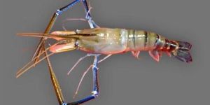 Freshwater Shrimps