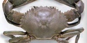 Frozen Crabs