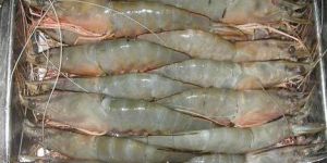 Indian White Prawns