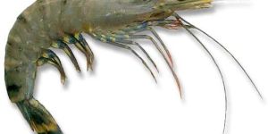 Sea Water Black Tiger Prawns