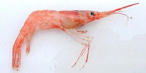Sea Water Shrimps