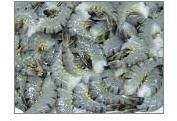Black Tiger Prawns