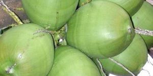 Green Coconut
