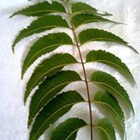 Neem Leaves