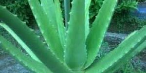 Aloe Vera Plant