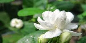 Jasmine Flower