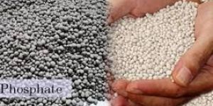 Single Super Phosphate