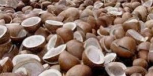 Dried Coconut Flakes