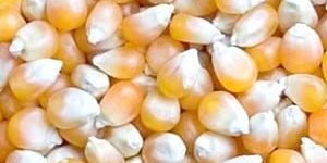 Yellow Maize Seeds