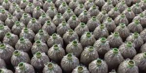 Organic Mushroom Bag