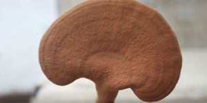Ganoderma Mushroom (Red Reishi )