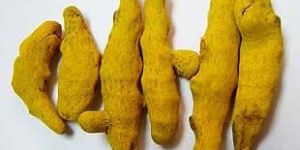 Selem Kani Turmeric Finger