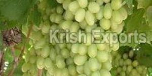 Fresh Grapes