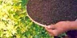 Organic Vermicompost