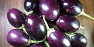 Fresh Brinjal