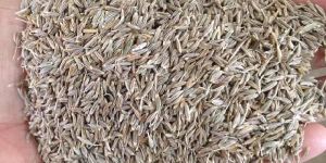 Cumin Seeds
