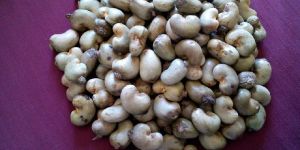 Raw Cashew Nuts in Shell IN BENIN