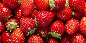 Fresh Strawberry