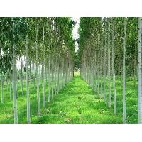 Eucalyptus Clone Plants