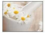 German Chamomile Flowers