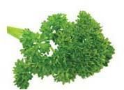 Parsley Leaves