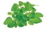 Sweet Marjoram Leaves