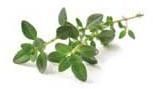 Thyme Leaves