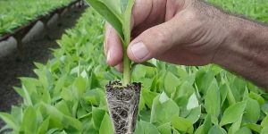 Banana Tissue Culture Plants