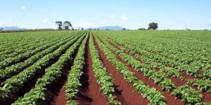 Horticulture Crops Consultancy