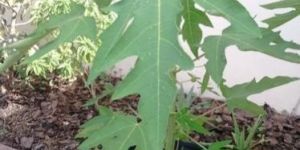 Papaya Plants