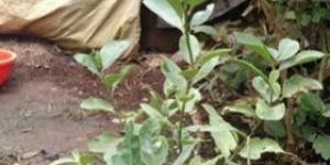 Seedless Lemon Plants